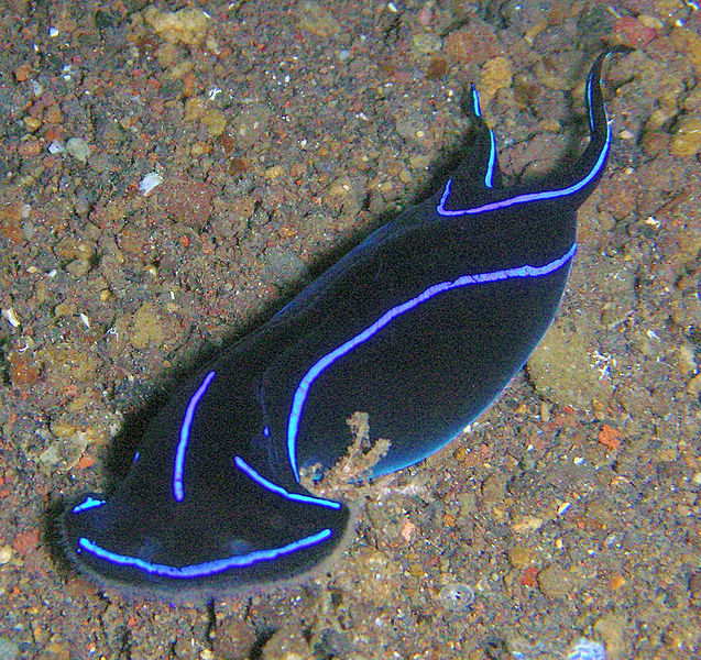 Sea Slugs